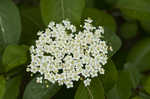 Blackhaw